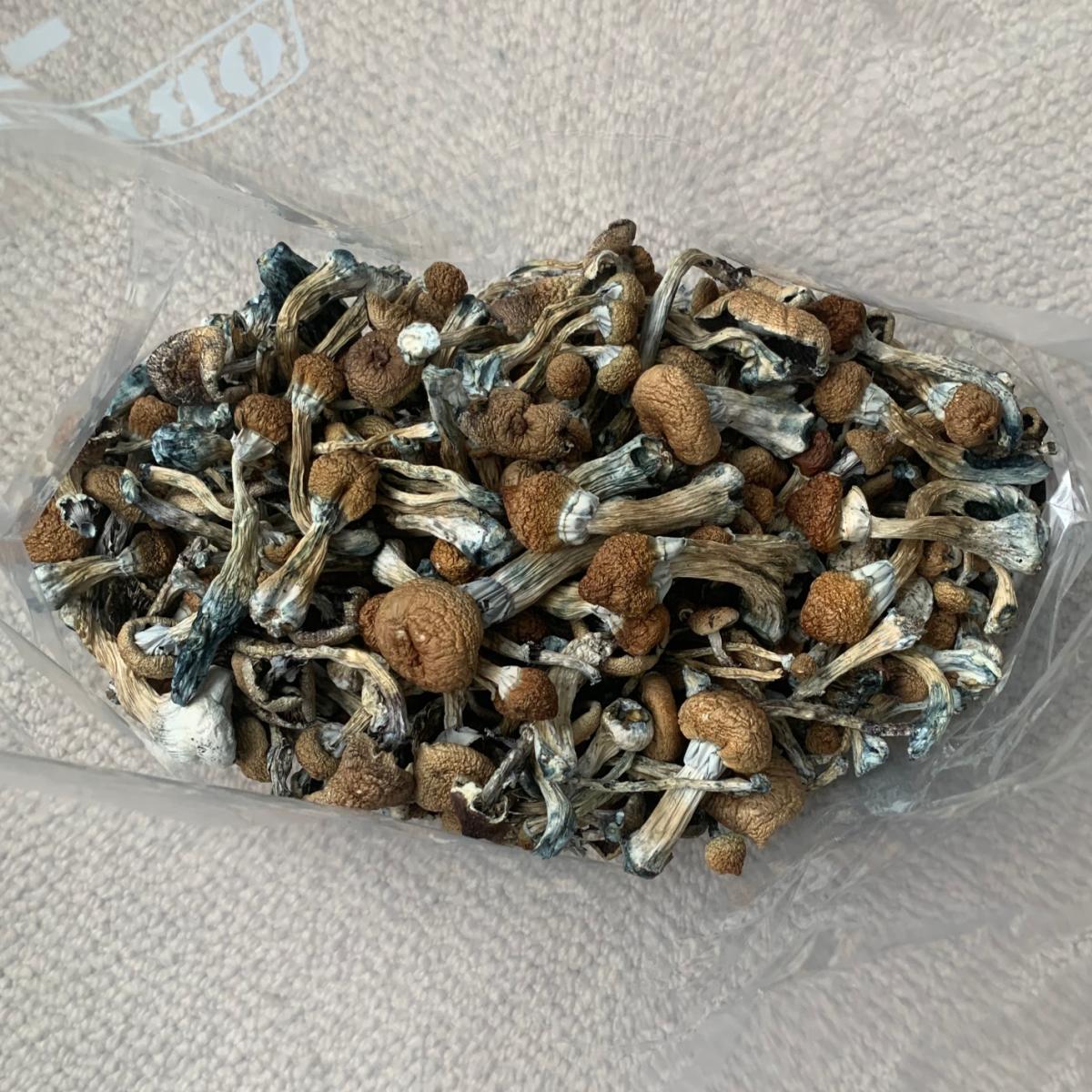 penis envy mushrooms