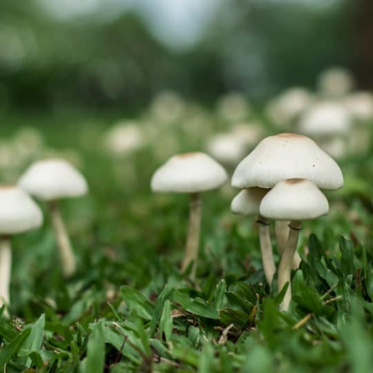 Penis Envy Mushrooms