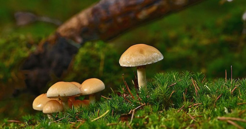 What Are buy microdose?