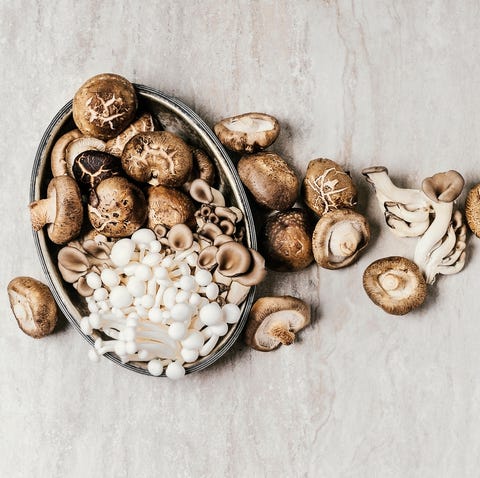 house of shrooms